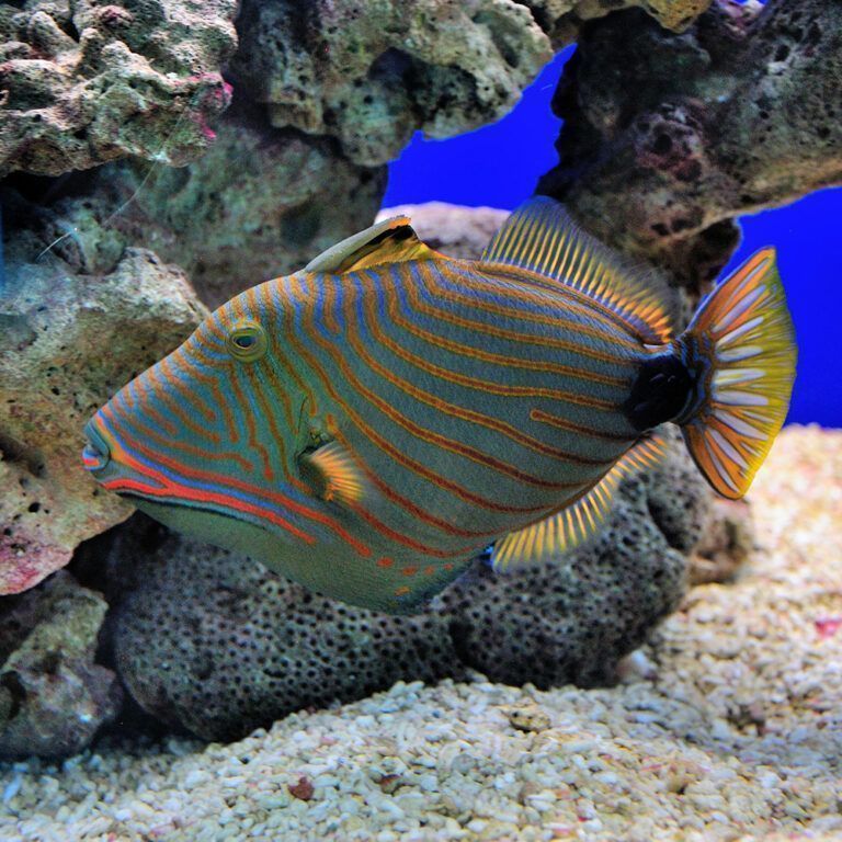 10 Popular Types of Triggerfish (with Images)