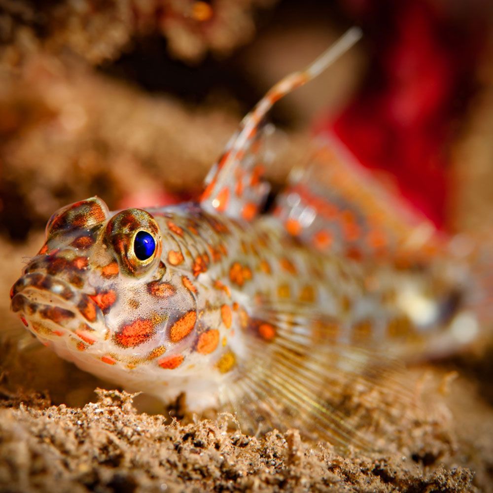 Orange spotted goby