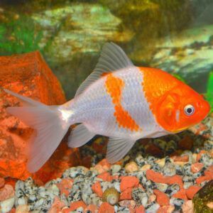Orange white wakin goldfish