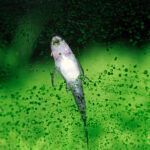 Otocinclus eating algae from aquarium glass