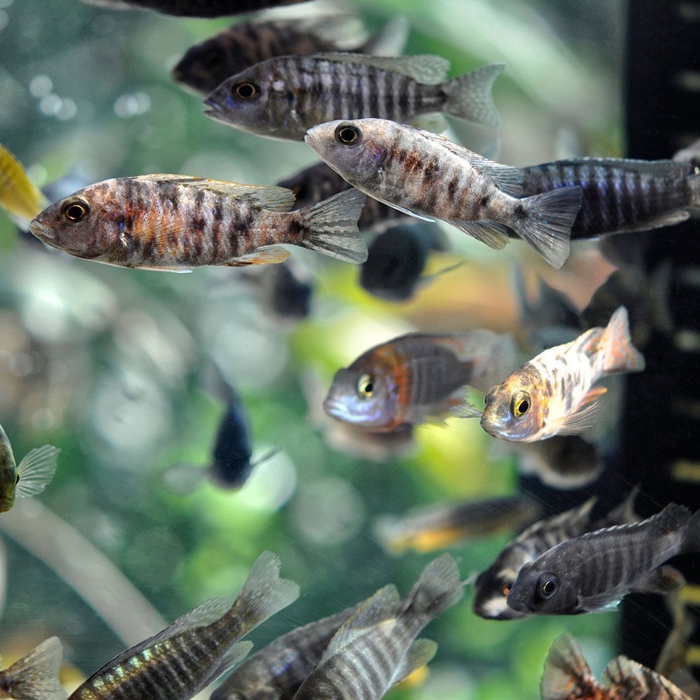 Overcrowded aquarium with cichlids