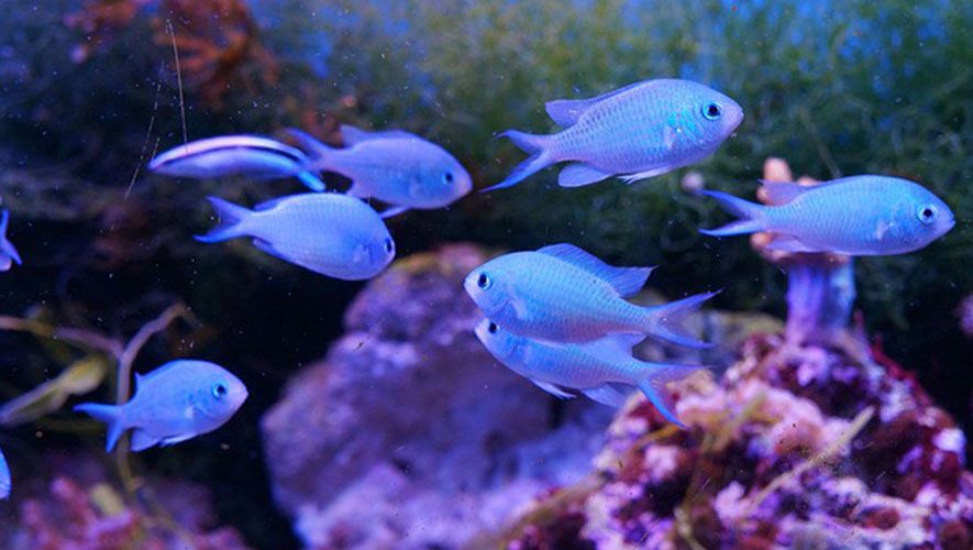 Overcrowded aquarium