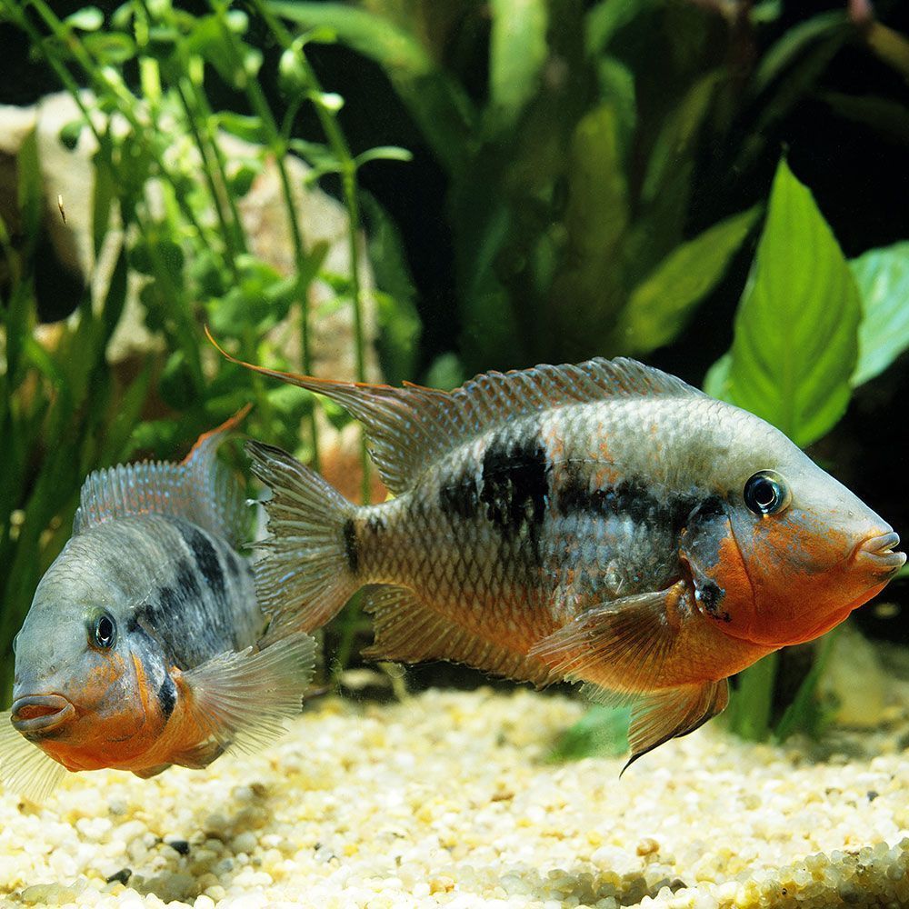 Pair of firemouth cichlids