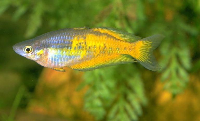 Parkinsoni rainbowfish