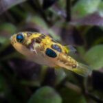 Pea pufferfish closeup