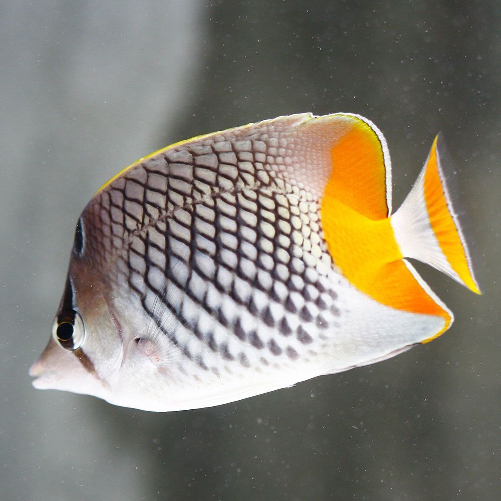 Pearlscale butterflyfish