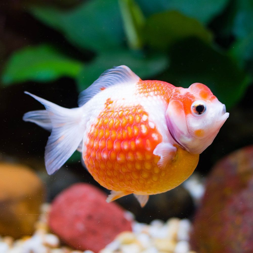 Pearlscale goldfish