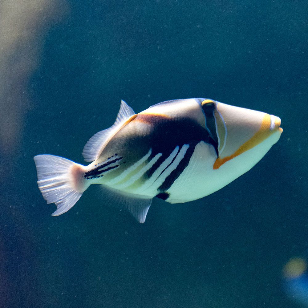 Picasso triggerfish