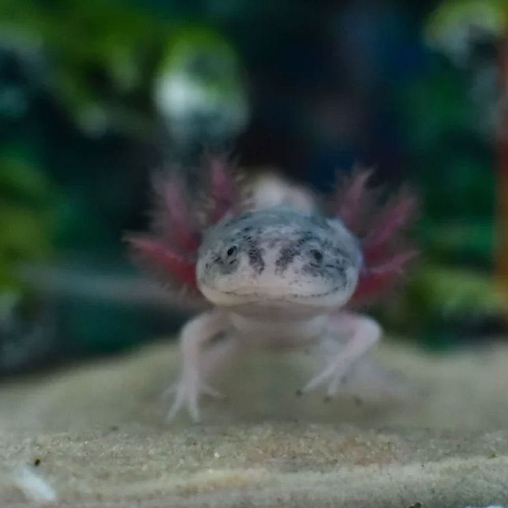Piebald axolotl