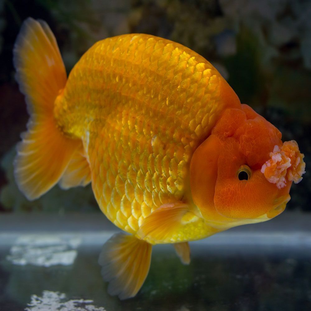 Pompom goldfish