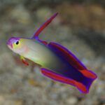 Purple firefish closeup