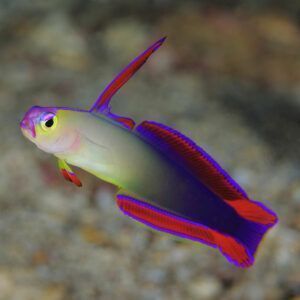 Purple firefish closeup