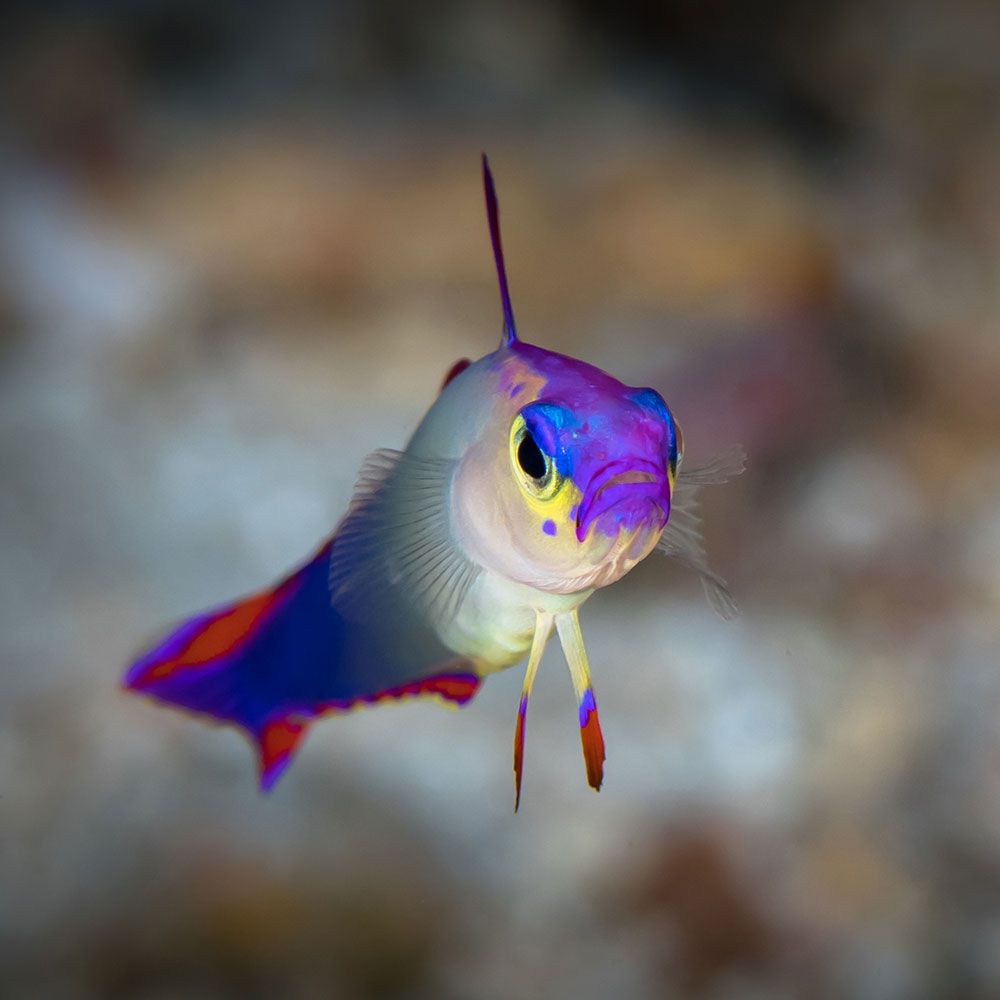 Purple firefish looking at camera
