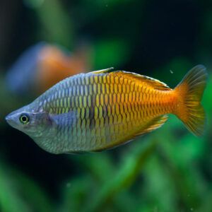 Bosemans Rainbowfish closeup