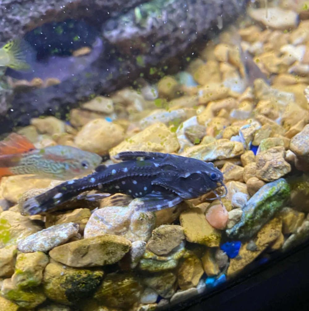 Raphael spotted catfish in a tank