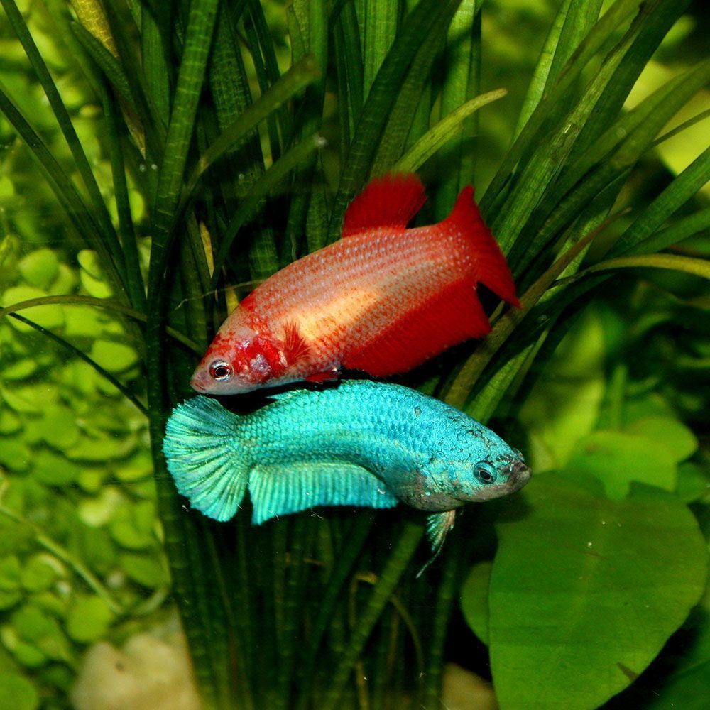 Red and blue female bettas