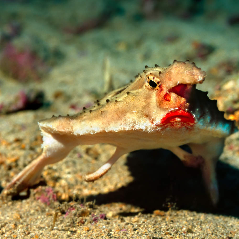 Red lipped batfish