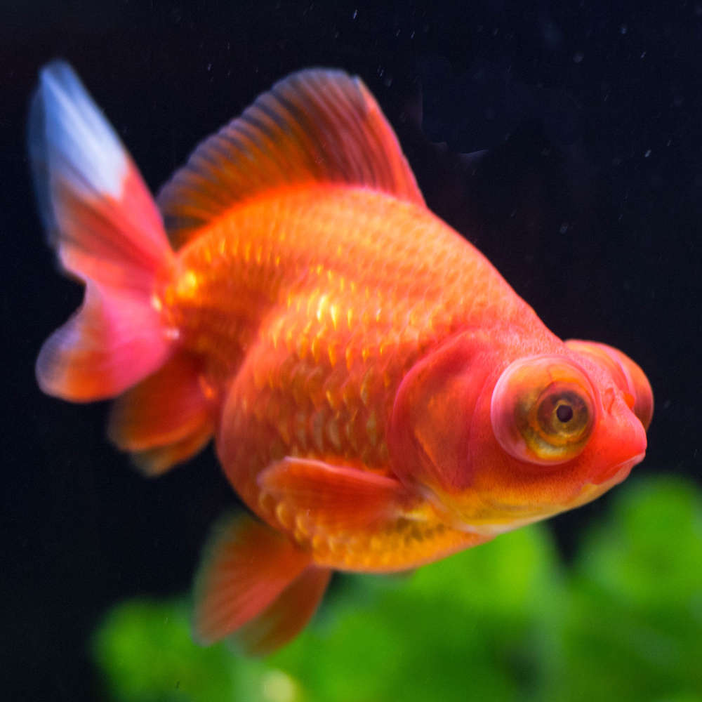 Red moor goldfish