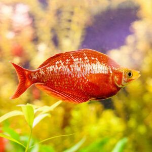 Red rainbowfish closeup