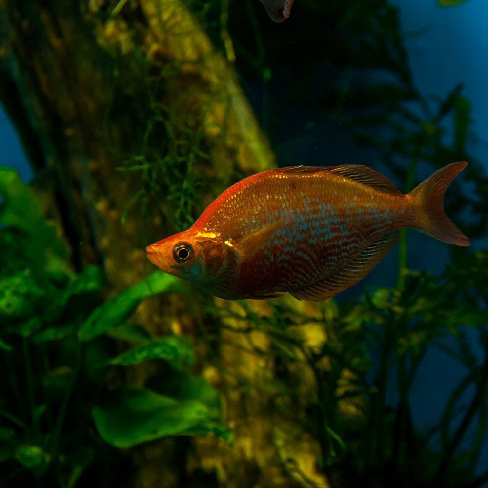 Red rainbowfish in aquarium