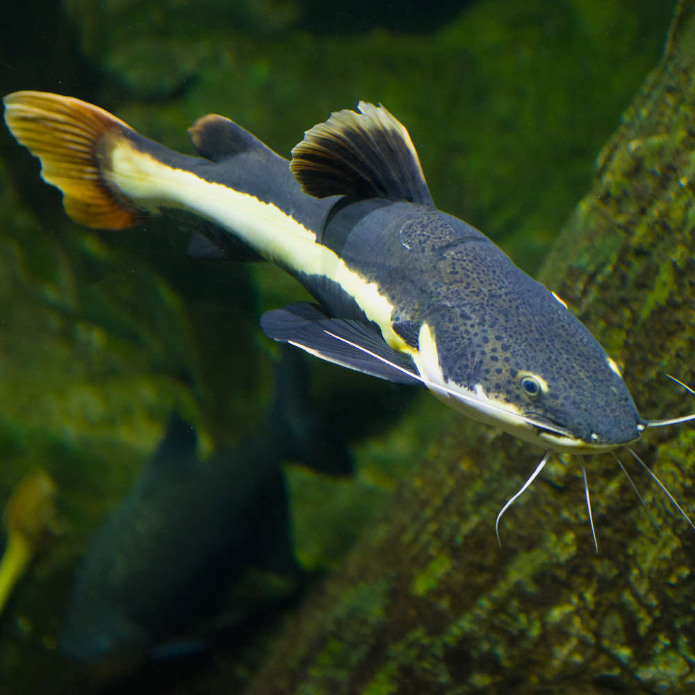 Red tail catfish