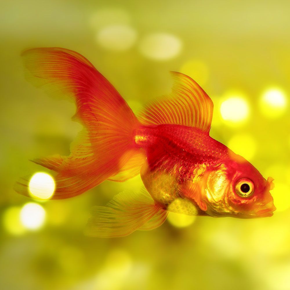 Red veiltail goldfish