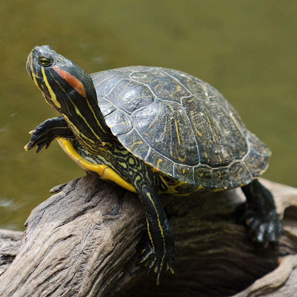Redeared slider turtle