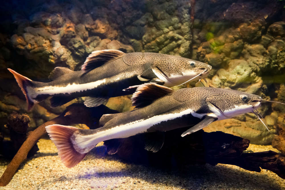 Redtail catfish pair
