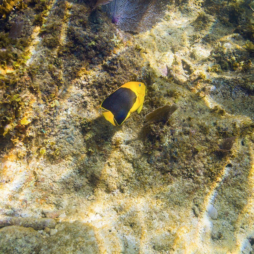 Rock beauty angelfish feeding on coral