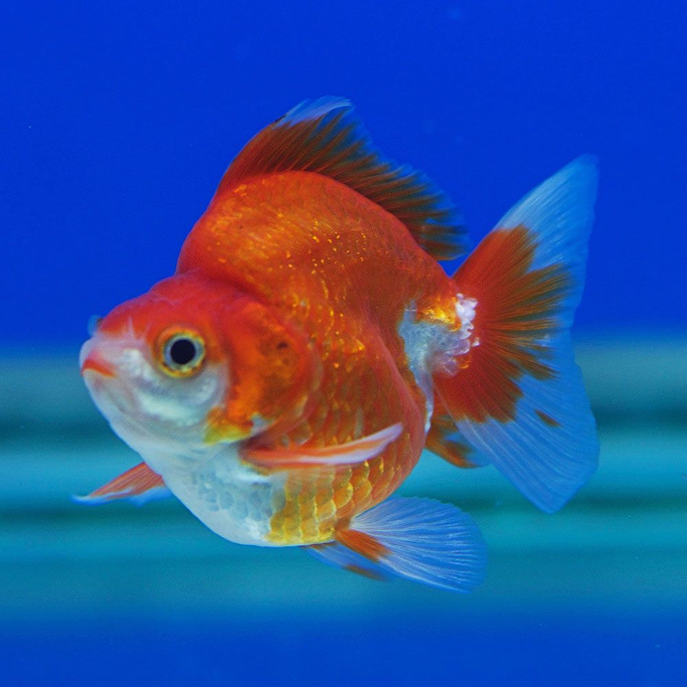Ryukin goldfish