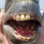 Sheepshead fish with human like teeth