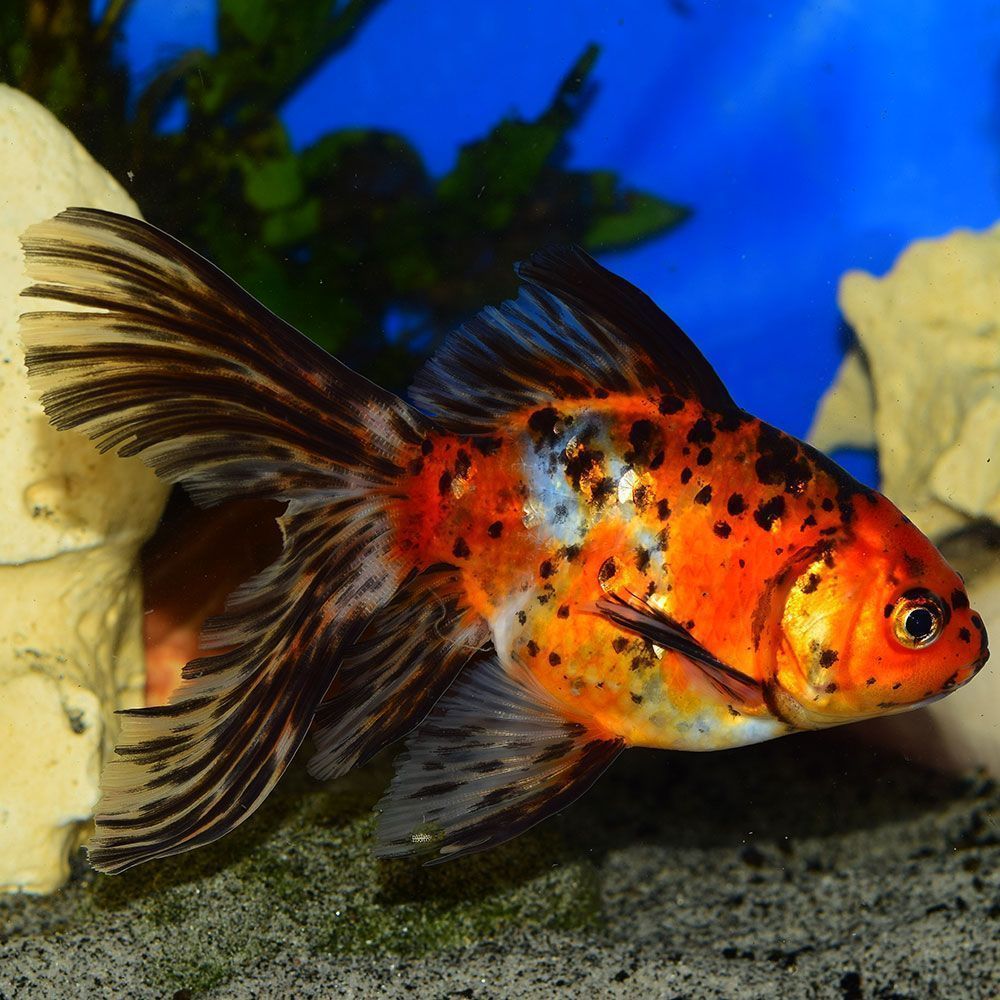 Shubukin goldfish