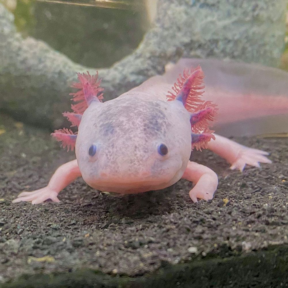 Speckled Leucistic Axolotl