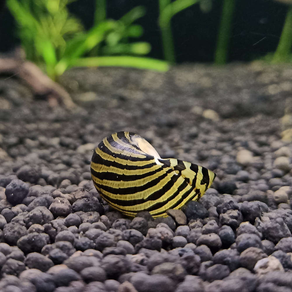 Upside down spotted nerite in an aquarium