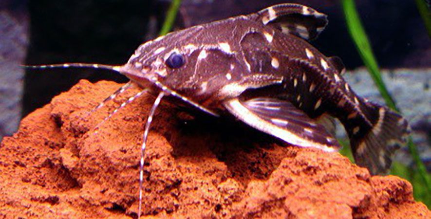 A spotted raphael catfish resting on aquarium bed