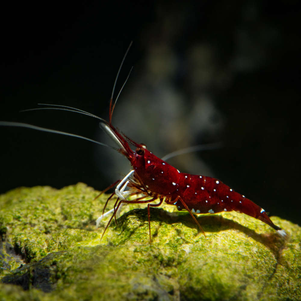 Sulawesi shrimp