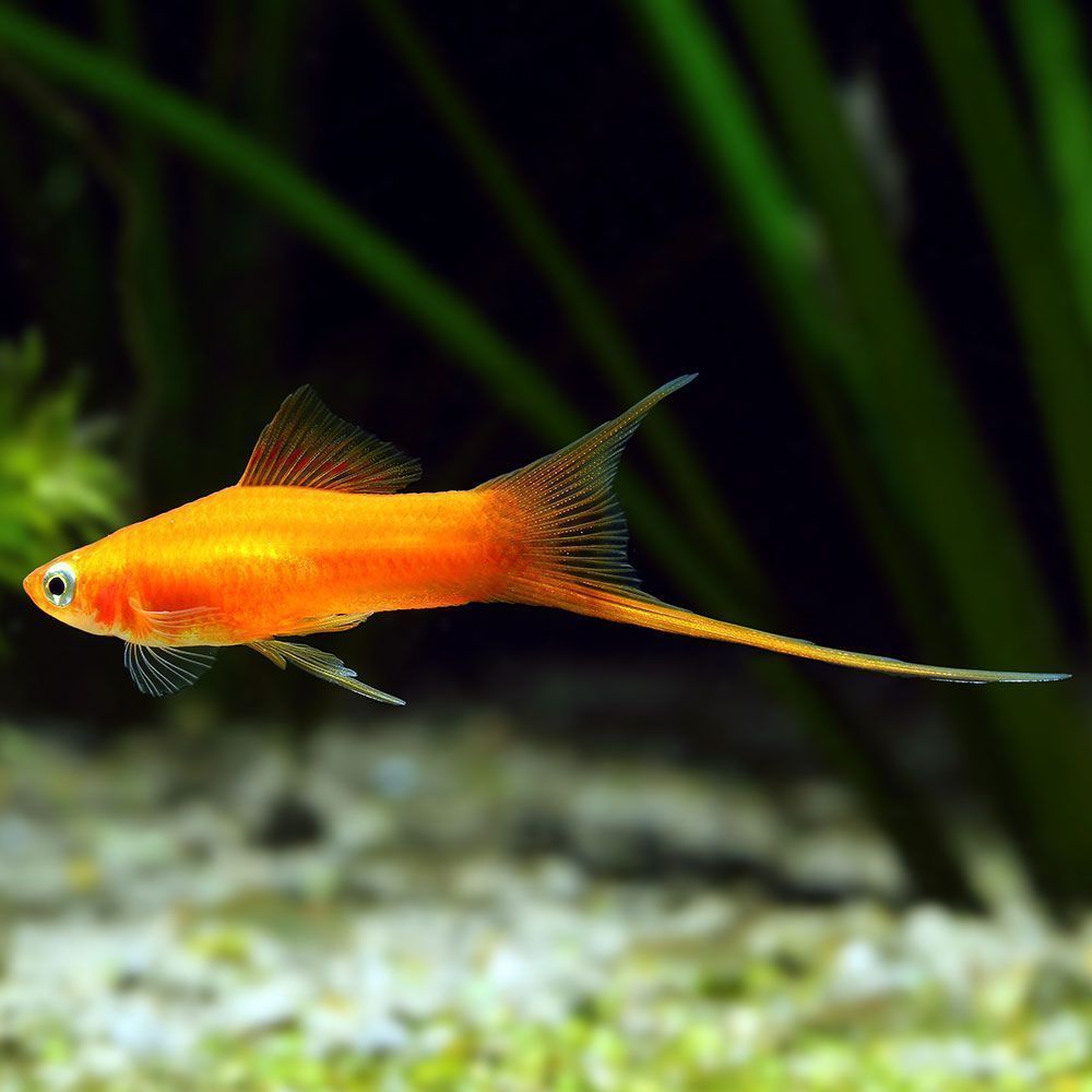 Swordtail fish closeup