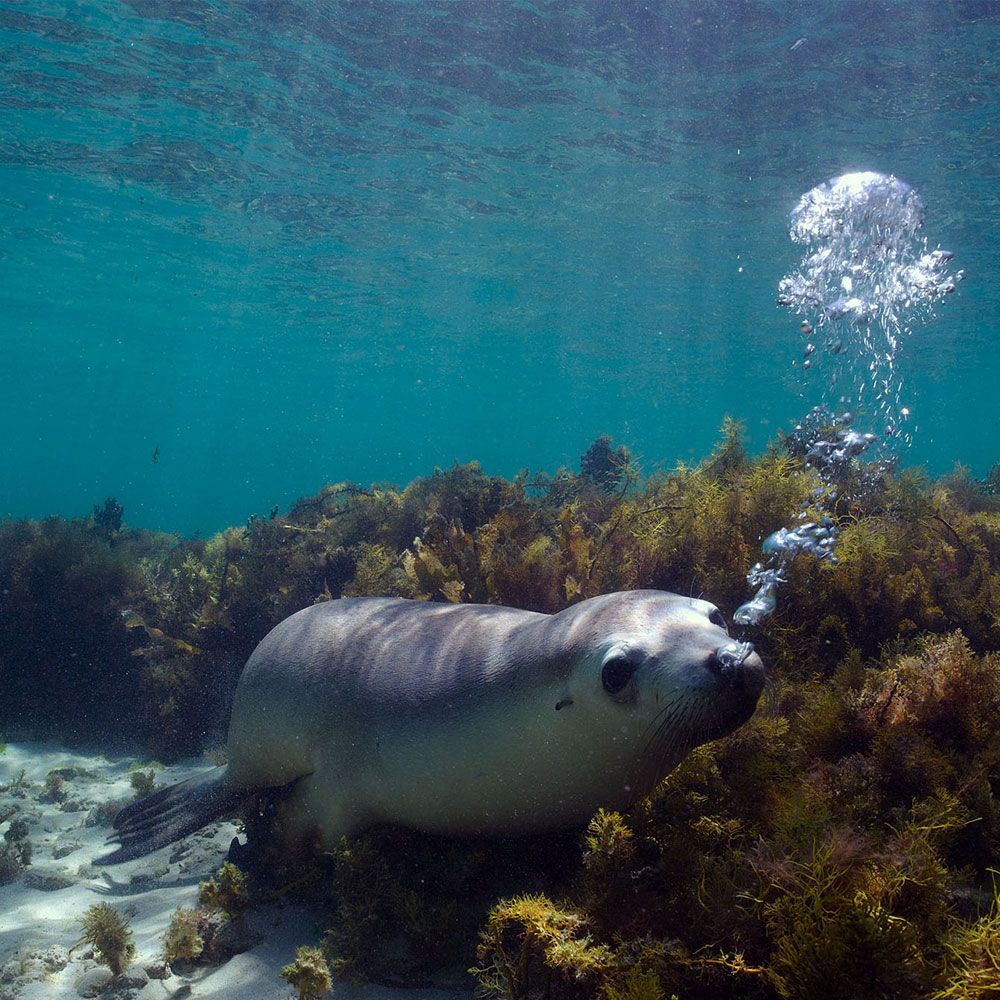 Sea Lion Underwater