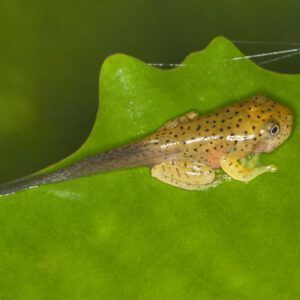 Tadpole sitting on a green leaf