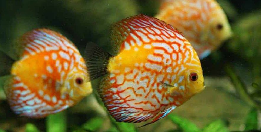 Three bright colored discus fish