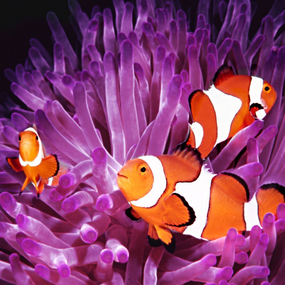 Three clownfish in coral reef