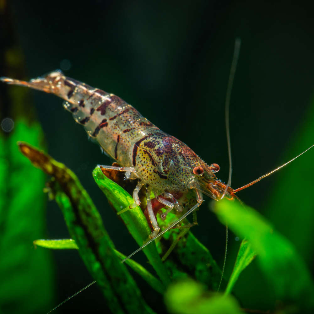 Tiger shrimp