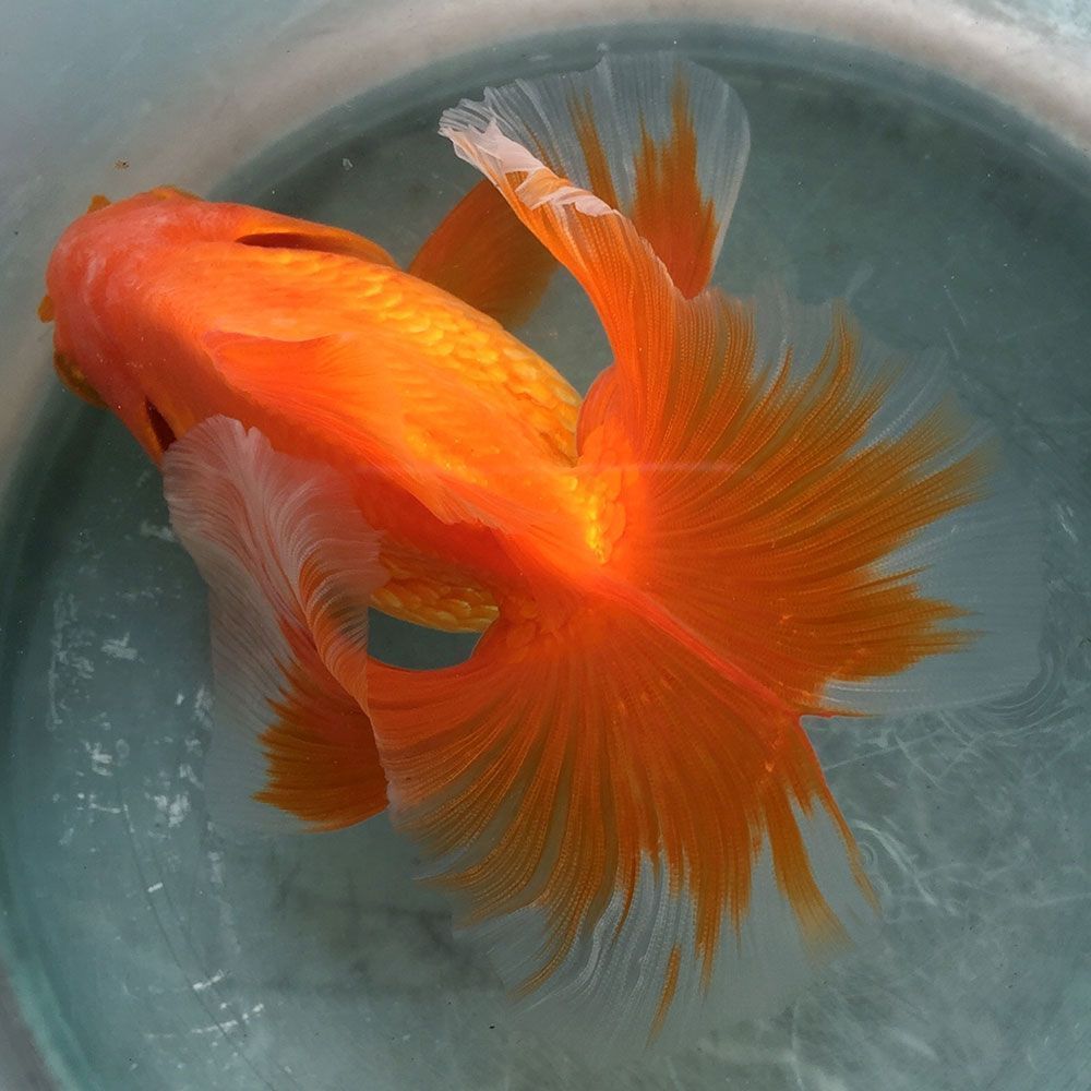 Tosakin goldfish