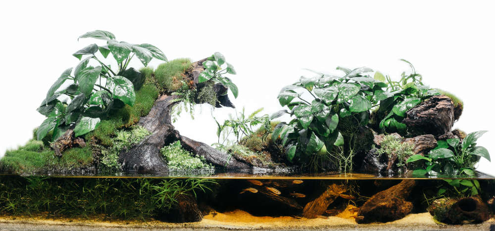 Tropical rainforest themed paludarium