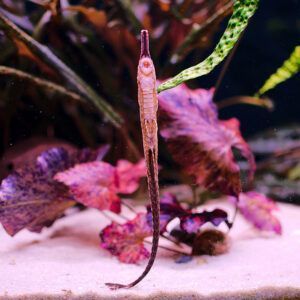 Twig catfish - Farlowella acus
