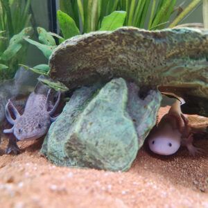 Two different colored axolotls looking at camera