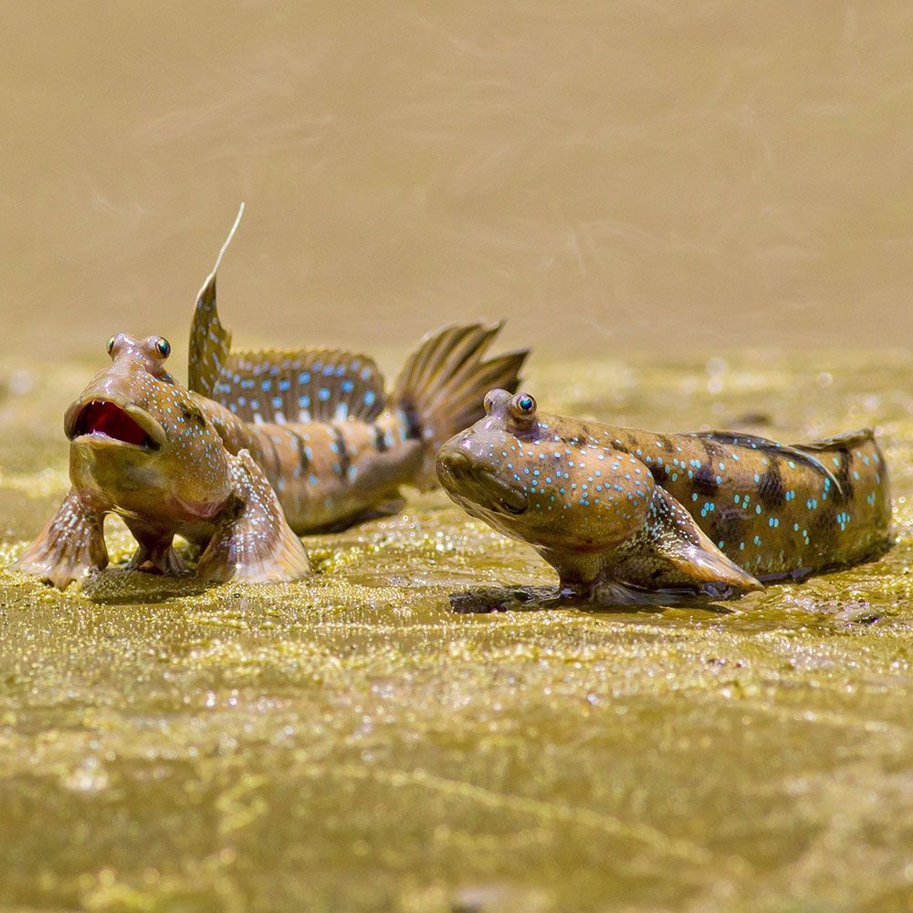 Two giant mudskippers on land