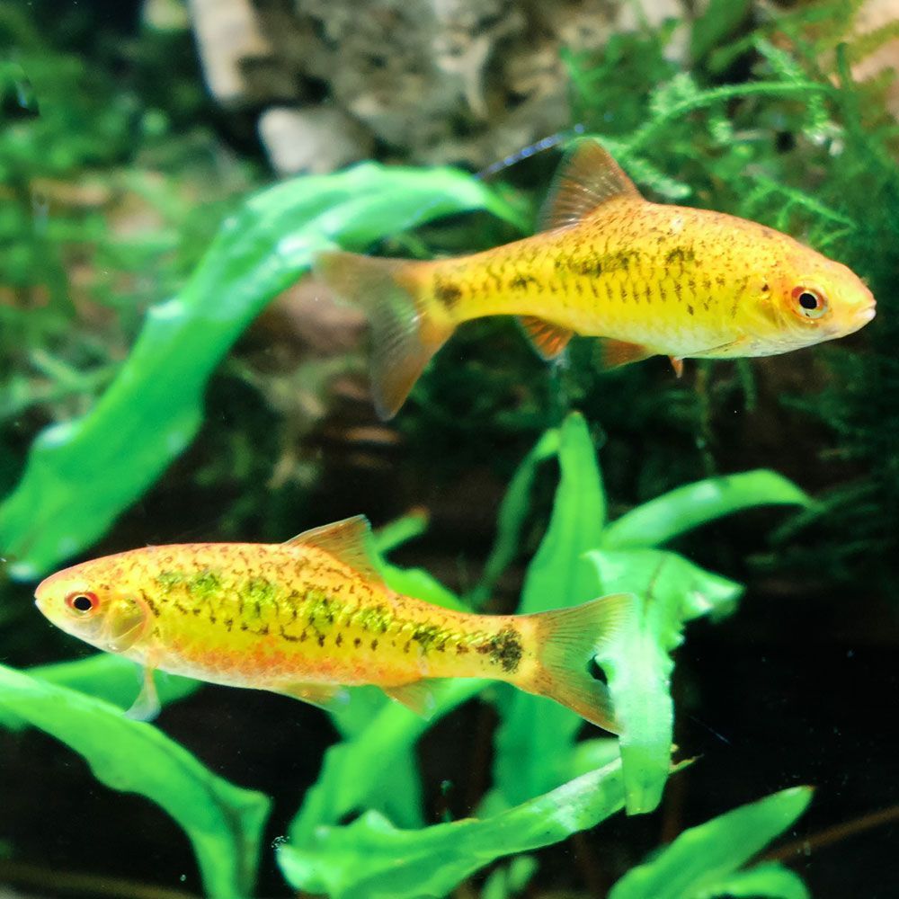 Two gold barbs in tank