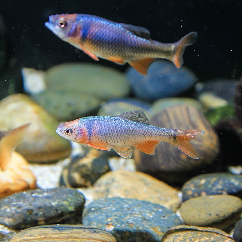 Two red shiners in aquarium
