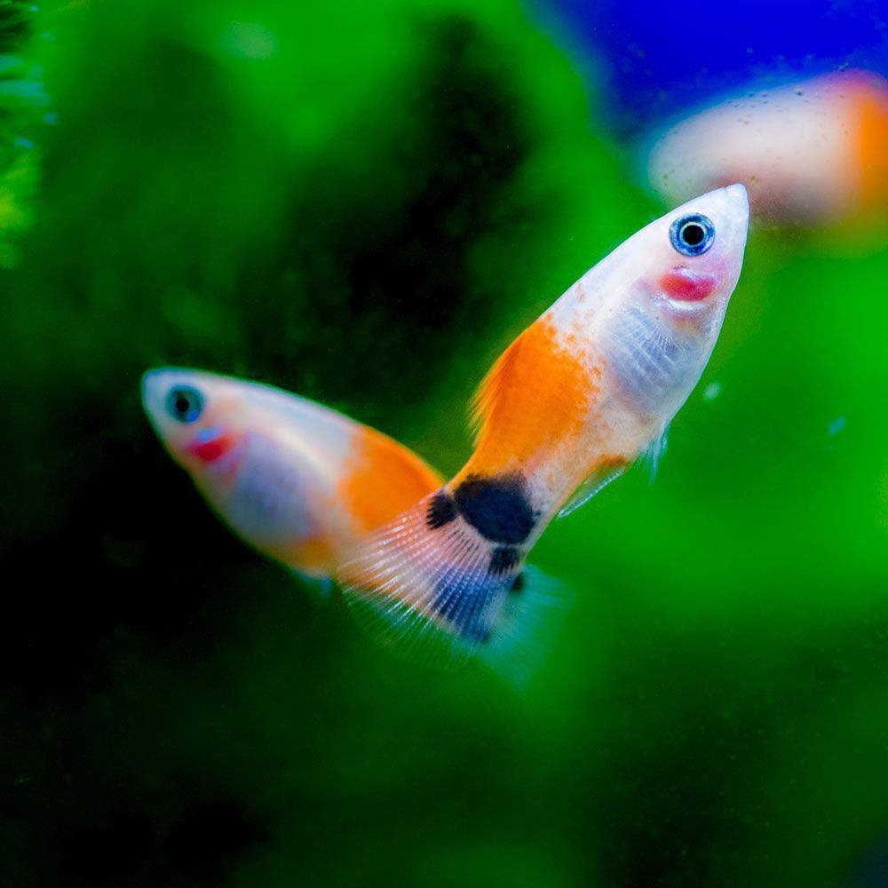 Two southern mickey mouse platy fish